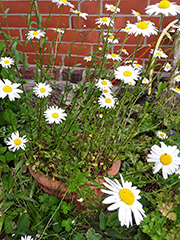 Ferienhaus Wischhof Walksfelde - Altes Backhaus Margarittenblüte im Garten