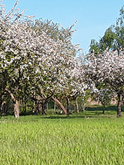 Ferienhaus Wischhof Walksfelde - Altes Backhaus